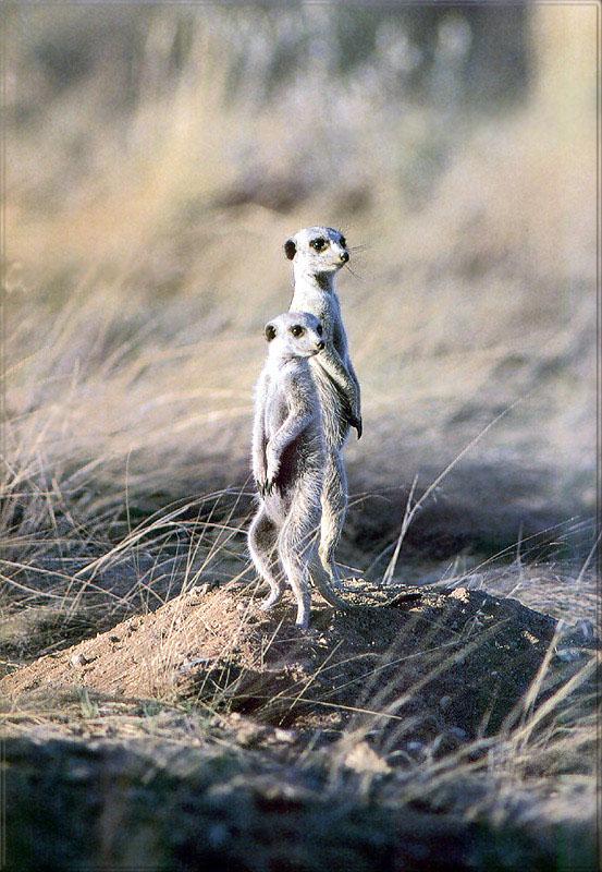 pr-jb137 Namib Desert suricates.jpg