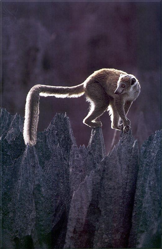 pr-jb139 Crowned lemur.jpg