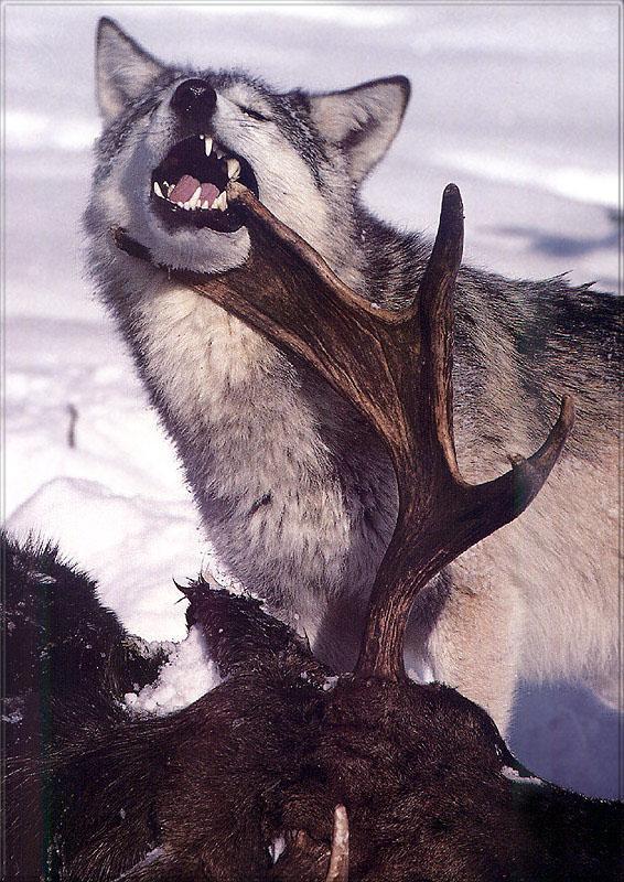 pr-jb147 Gray Wolf-with Elk body.jpg