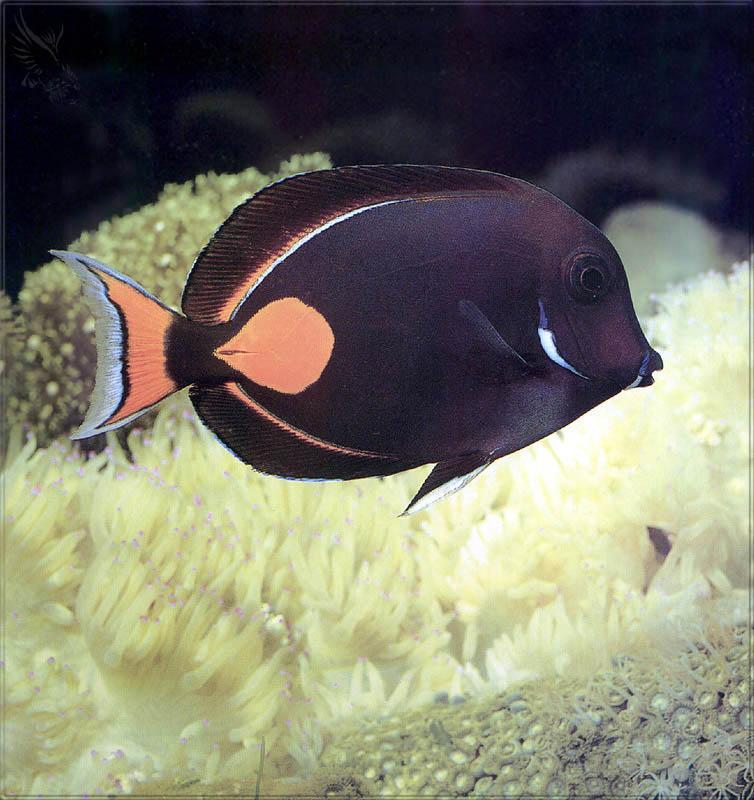 pr-jb148 Acanthurus achilles-Tang Fish.jpg