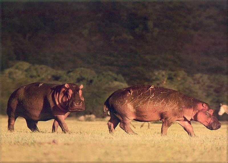 pr-jb150 Hippopotamuses-walking on grass.jpg
