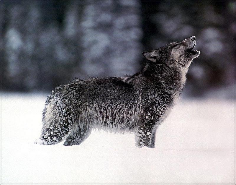 pr-jb158 Gray wolf-howling black.jpg