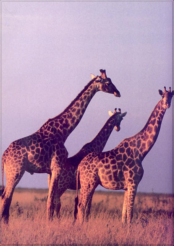 pr-jb161 giraffes.jpg