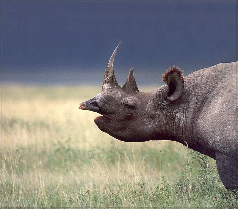 pr-jb162 rhinoceros.jpg