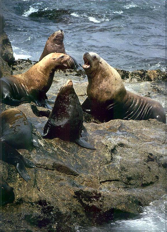 pr-jb163 Steller s sea lions.jpg
