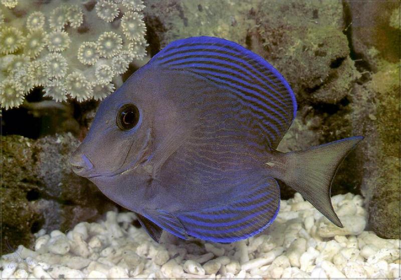 pr-jb168 Acanthurus coeruleus-Atlantic Blue Tang fish.jpg