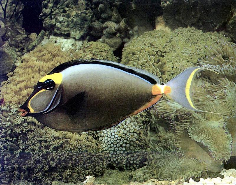pr-jb174 Naso lituratus-Tangfish.jpg
