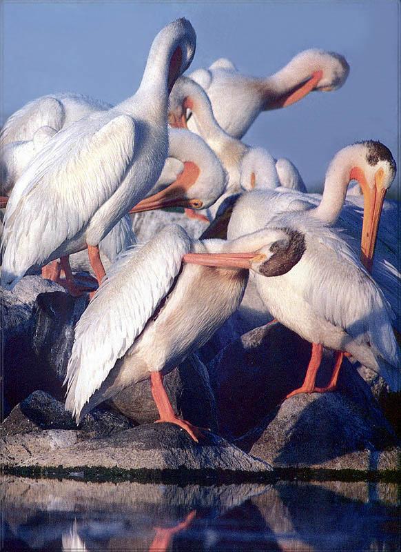 pr-jb175 White pelicans.jpg