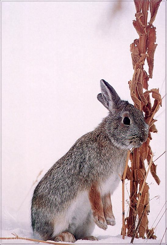 pr-jb187 Mountain cottontail rabbit.jpg