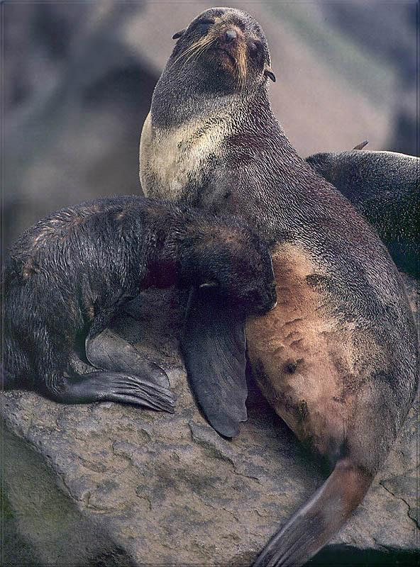 pr-jb197 Northern fur seal.jpg