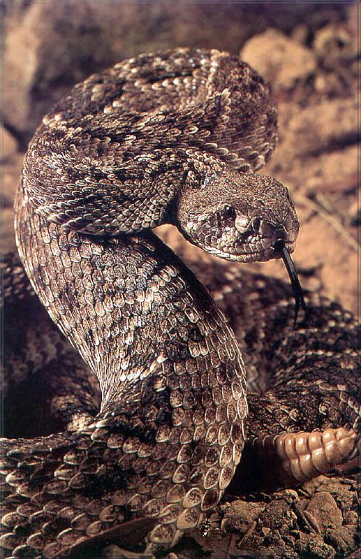 pr-jb199 Western diamondback rattlesnake.jpg