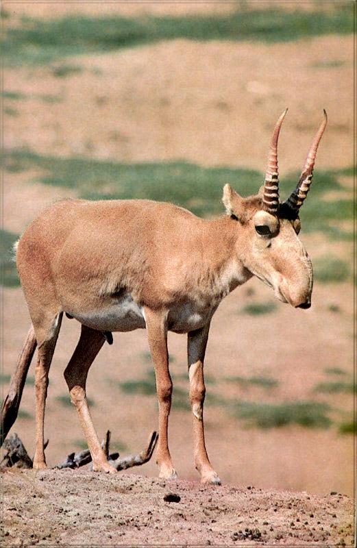 pr-jb216 saiga antelope.jpg