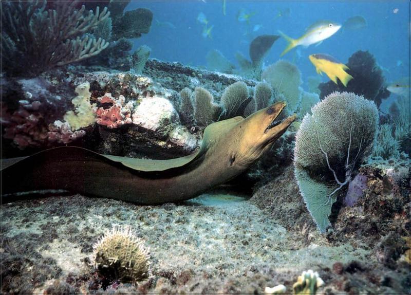 pr-jb223 green moray eel.jpg