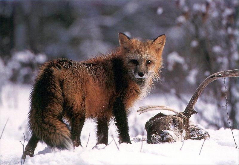 pr-jb225 red fox.jpg