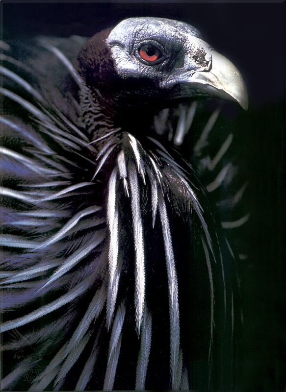 pr-jb239 vulturine guinea fowl.jpg
