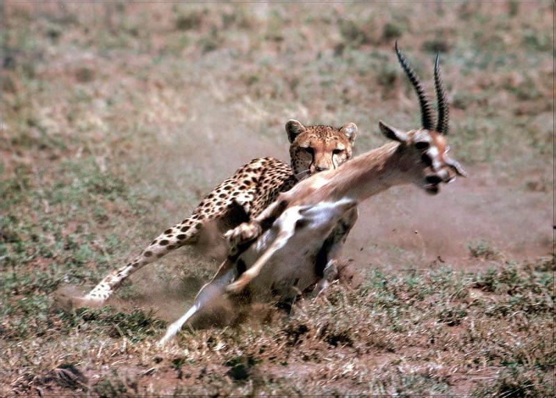 pr-jb240 cheetah&thomson gazelle.jpg