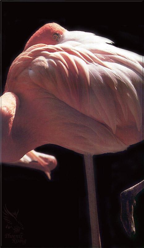 pr-jb247 american flamingo.jpg