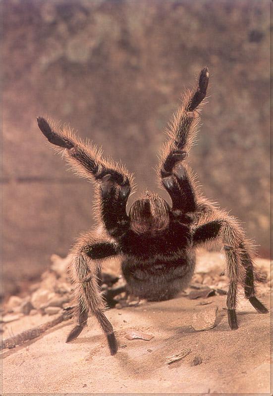 pr-jb253 hairy tarantula.jpg