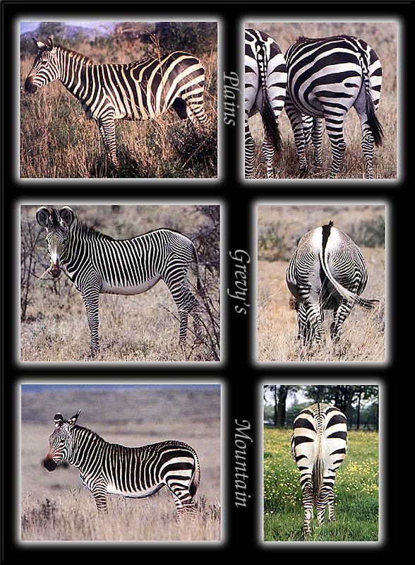 pr-jb257 zebras.jpg