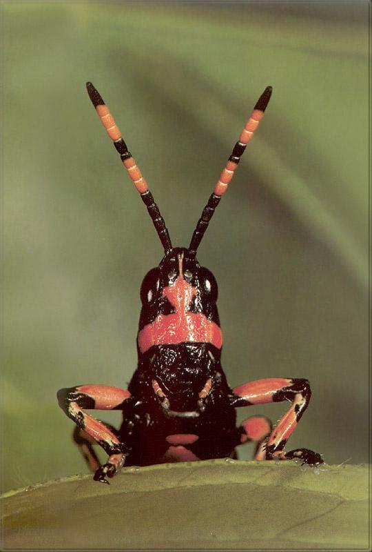 pr-jb270 fiery grasshopper.jpg