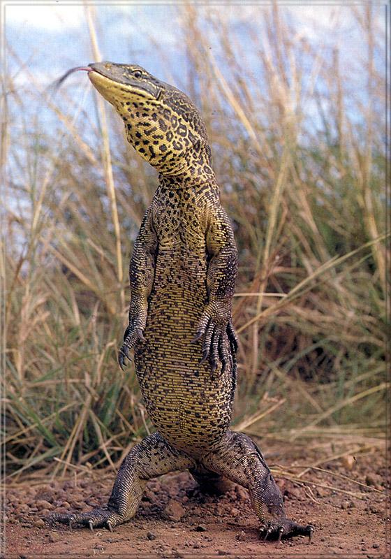 pr-jb284 goanna lizard.jpg