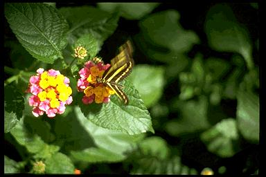 P053 094-Zebra Longwing Butterfly-on flower.jpg