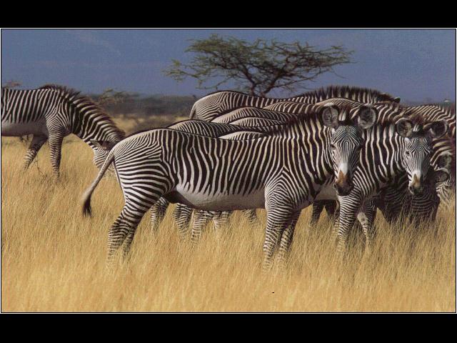 anim093-Grevy s Zebra herd.jpg