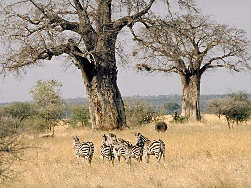15art105-Zebra-herd under big tree.jpg