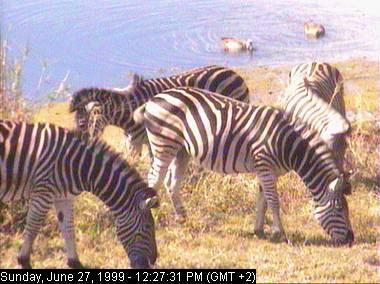 gowr27a-Zebras-from Africam.jpg