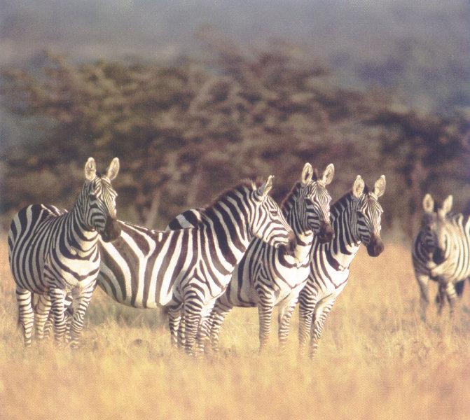 lj Zebra Herd.jpg
