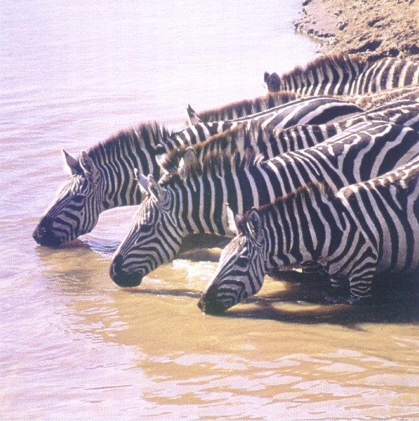 lj Zebra Pool.jpg