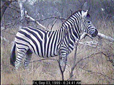 sabi03a-Zebra-from Africam.jpg