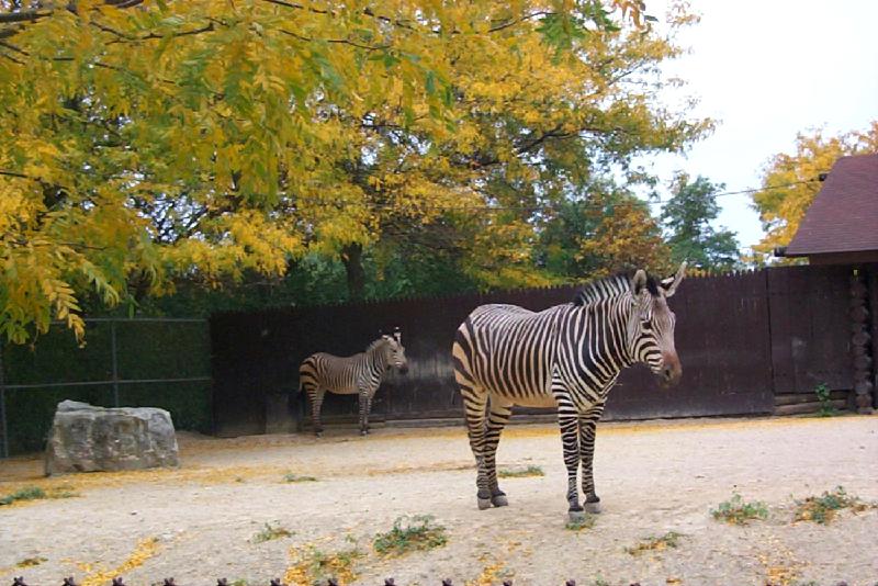 vila22-Zebras-by Joel Williams.jpg