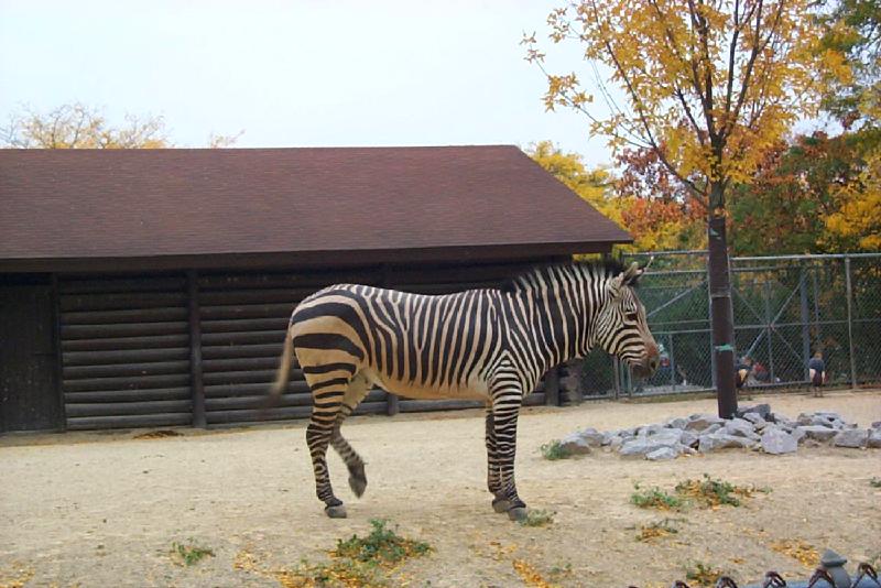 vila23-Zebra-by Joel Williams.jpg