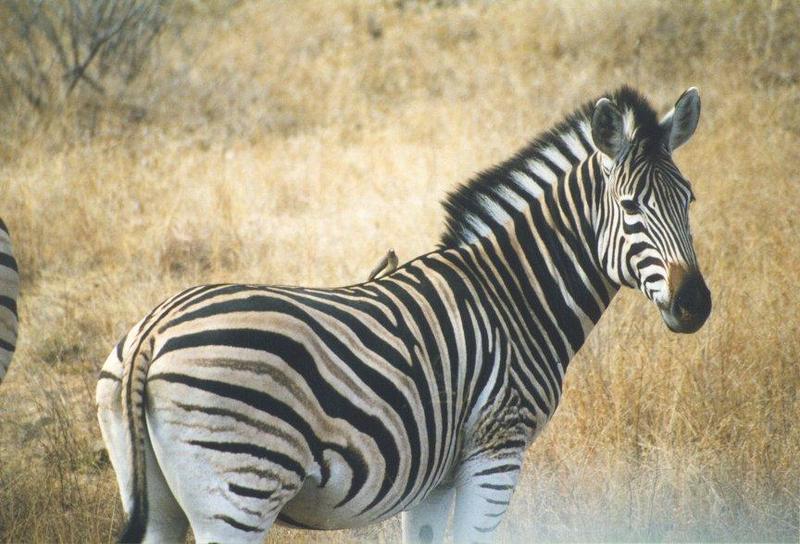 zebra2-closeup.jpg
