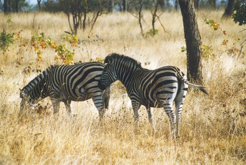 zebra3-pair eating grass.jpg
