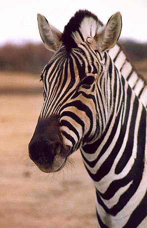 Zebra Head1.jpg