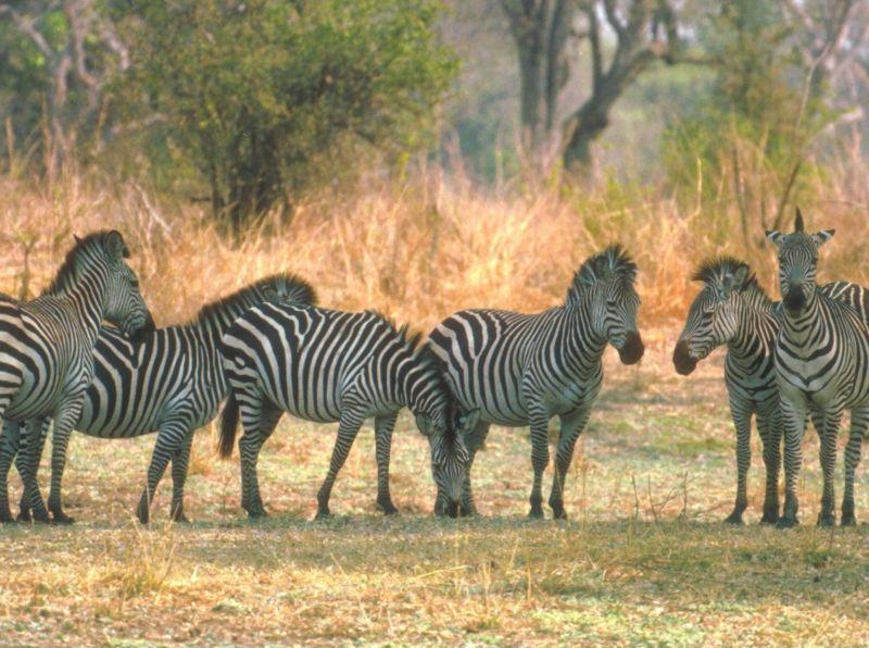 Zebras1-herd-by Joel Williams.jpg