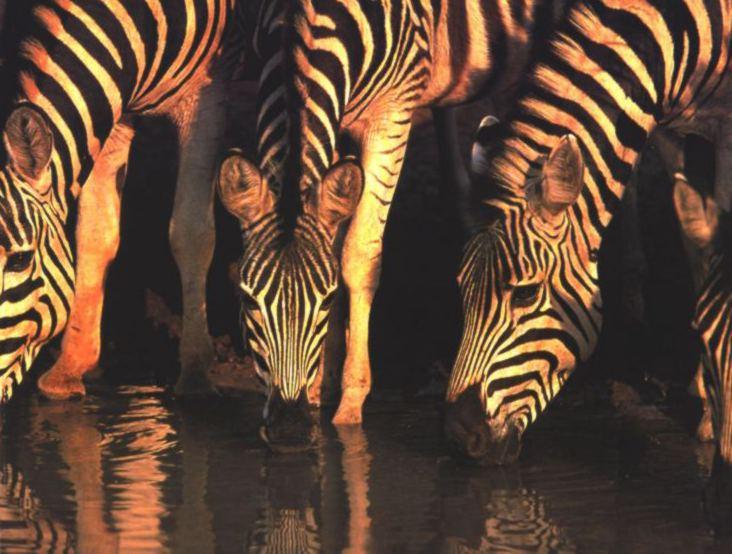 Zebras-drinking water-closeup-by Joel Williams.jpg