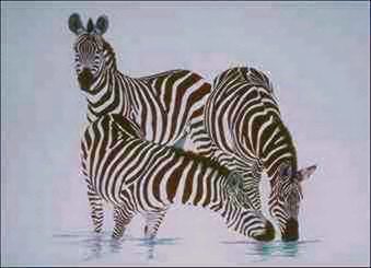 Zebras-drinking water-painting.jpg