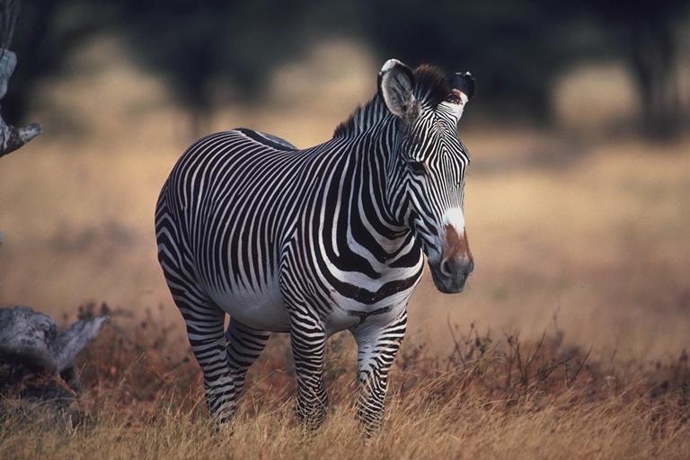 400008-Zebra-walking on grass.jpg