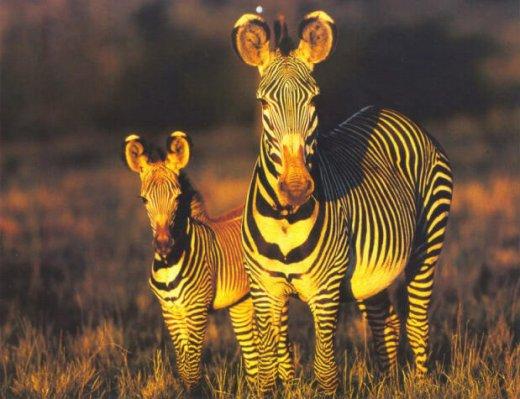 Grevy s Zebras-mom and young on plain.jpg