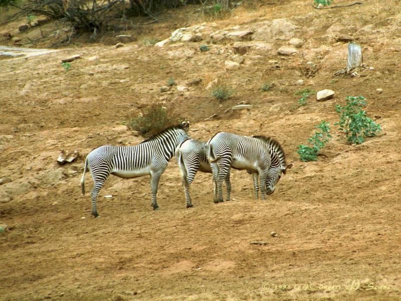 wap03l-Zebras-in San Diego Wild Animal Park.jpg