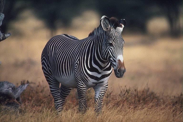 Z400008-Zebra-walking on grassland.jpg