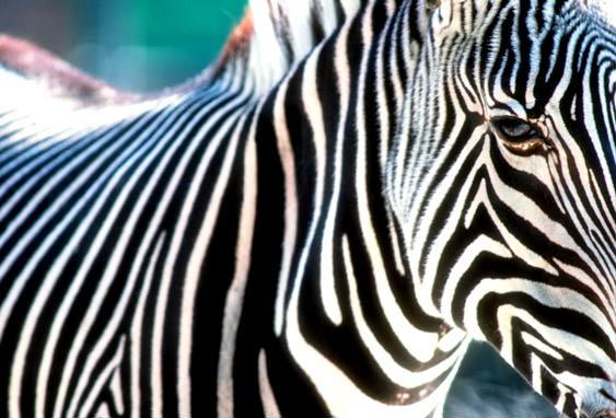 zebra closeup.jpg