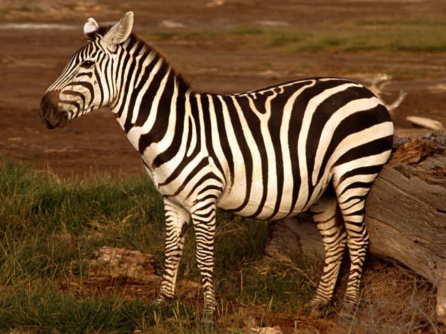 zebra rub.jpg