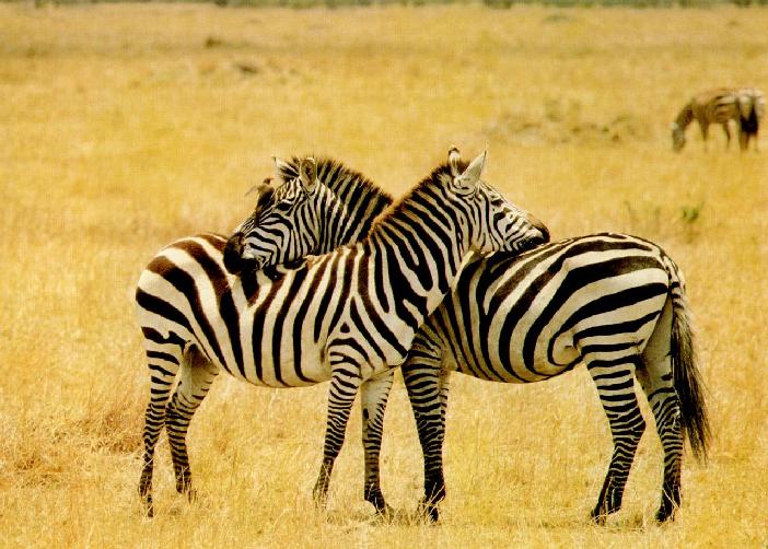 zebras-neck cross.jpg
