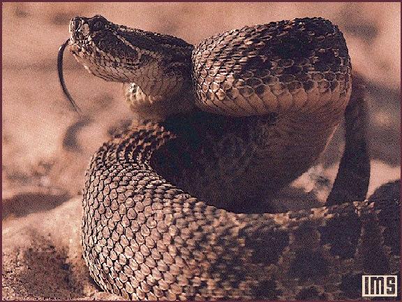 coiled rattlesnake 1.jpg