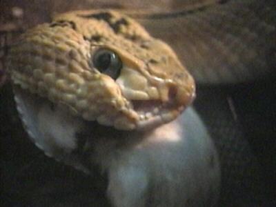 Rattler-RattleSnake-Eating mouse-Face Closeup.jpg
