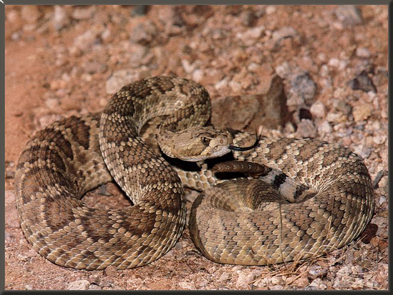 Mojave Rattlesnake 01.jpg
